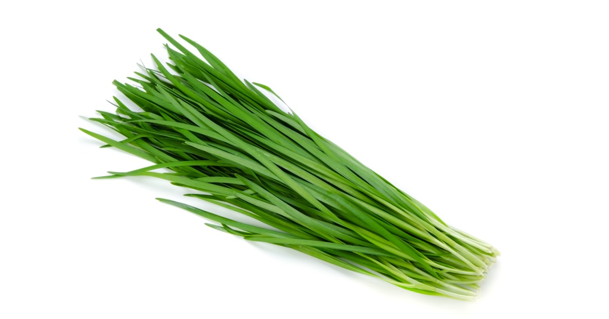 ニラ 韮 みなとの野菜大辞典