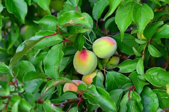 梅 ウメ みなとの野菜大辞典 梅 ウメ みなとの野菜大辞典