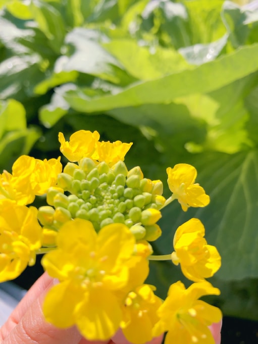 なばな 菜花 みなとの野菜大辞典