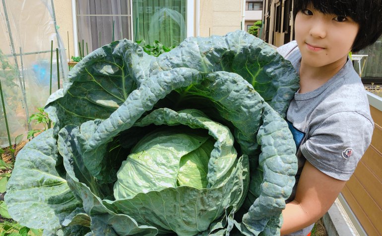 家庭菜園で簡単にできる害虫予防 みなとの野菜大辞典