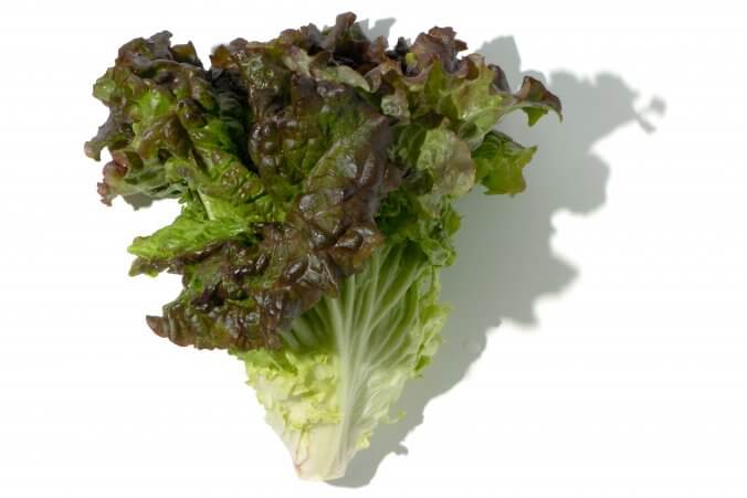 レタス と リーフレタス の違いが分かりますか みなとの野菜大辞典
