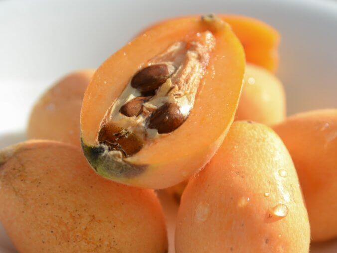 ビワ 枇杷 みなとの野菜大辞典 ビワ 枇杷 みなとの野菜大辞典