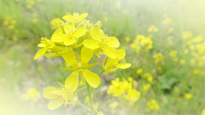 なばな 菜花 みなとの野菜大辞典 なばな 菜花 みなとの野菜大辞典