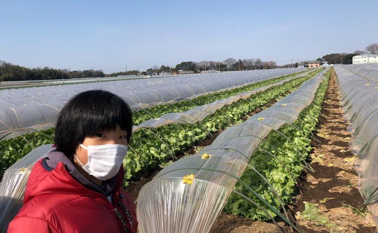 家庭菜園のレタスがちょっと苦い みなとの野菜大辞典