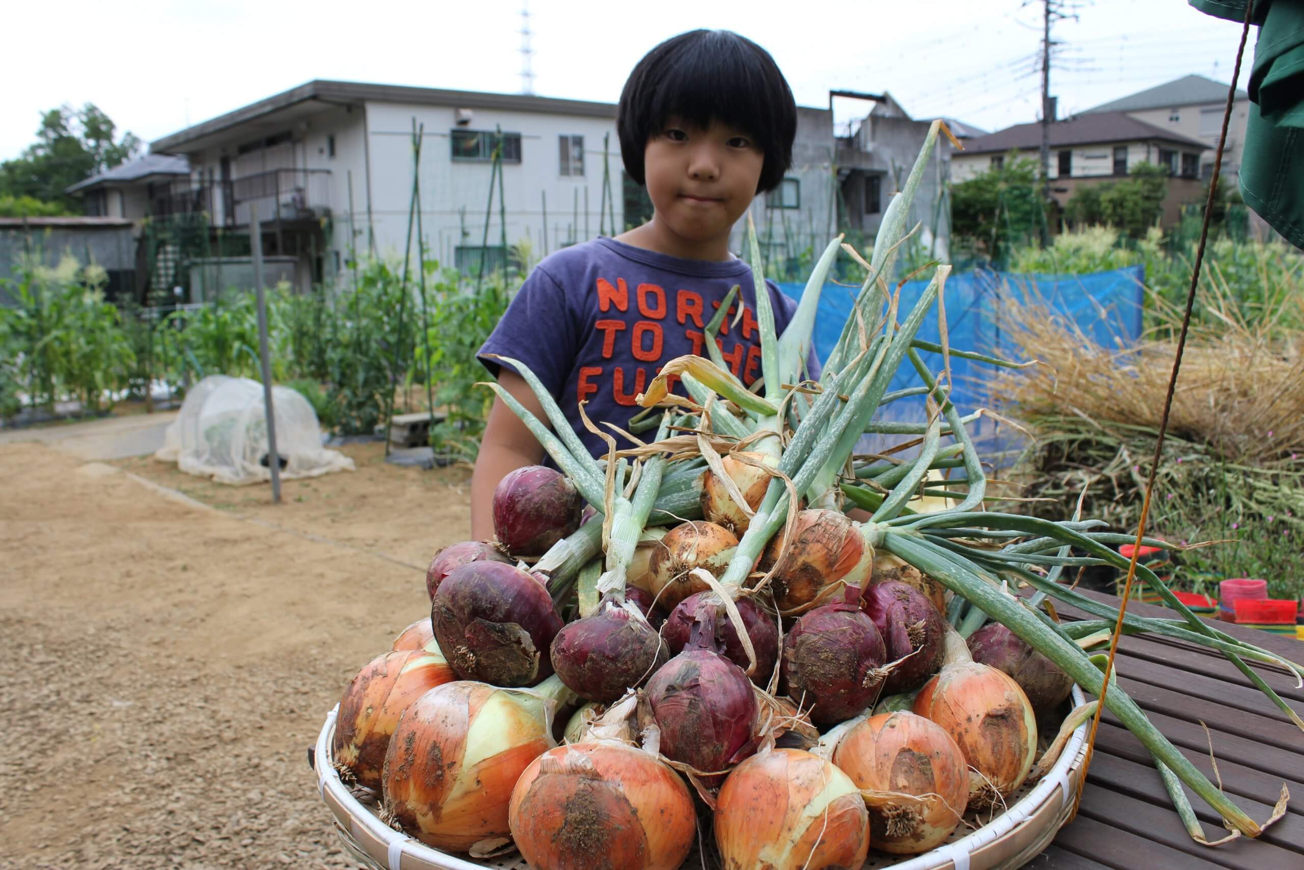 種の袋に書いている 早生 晩生 って何 みなとの野菜大辞典