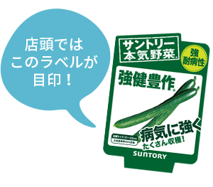 品種は何ですか みなとの野菜大辞典