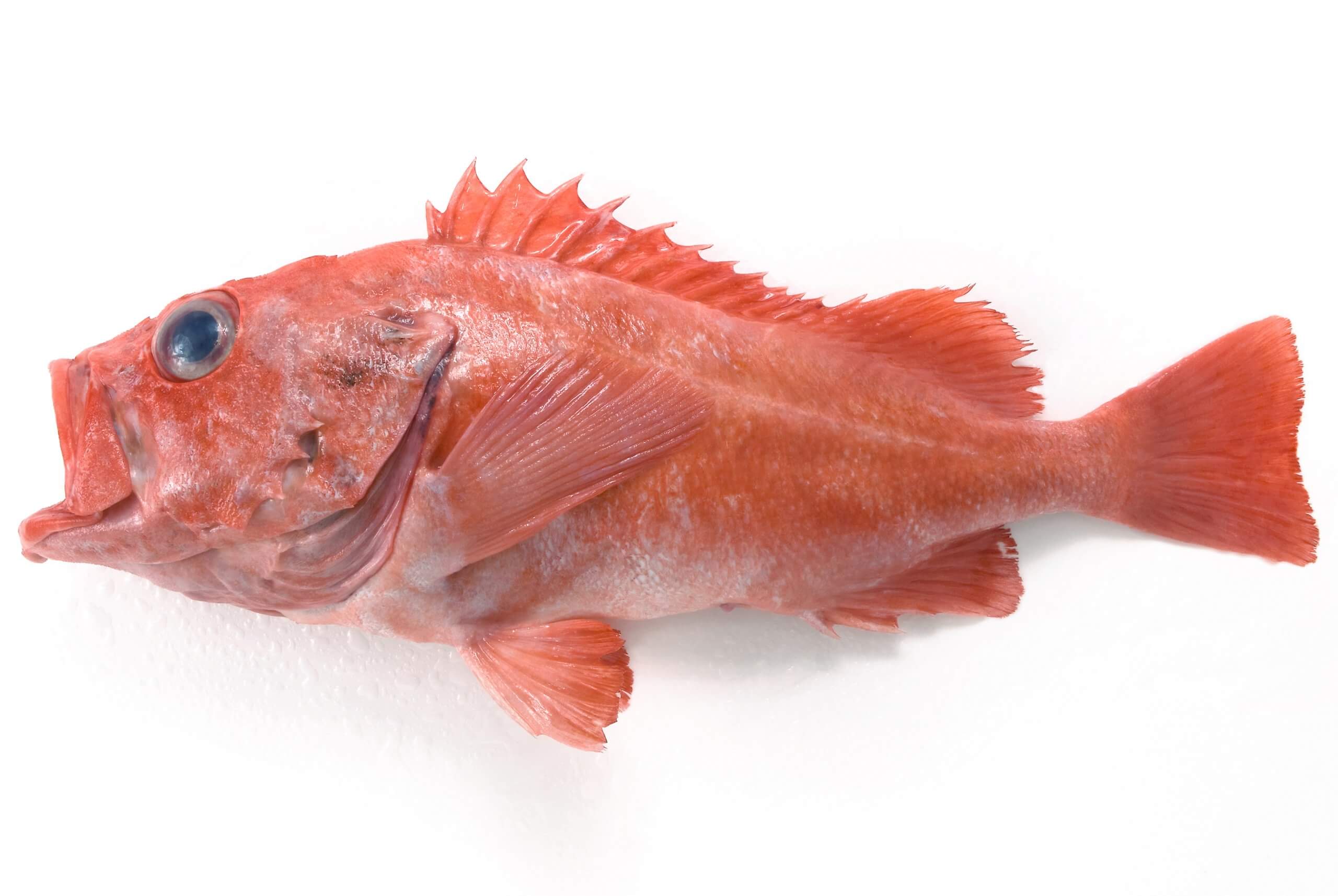 アコウの提灯行列 アコウの華 でお馴染み アコウダイ 阿候鯛 赤魚鯛 みなとの野菜大辞典