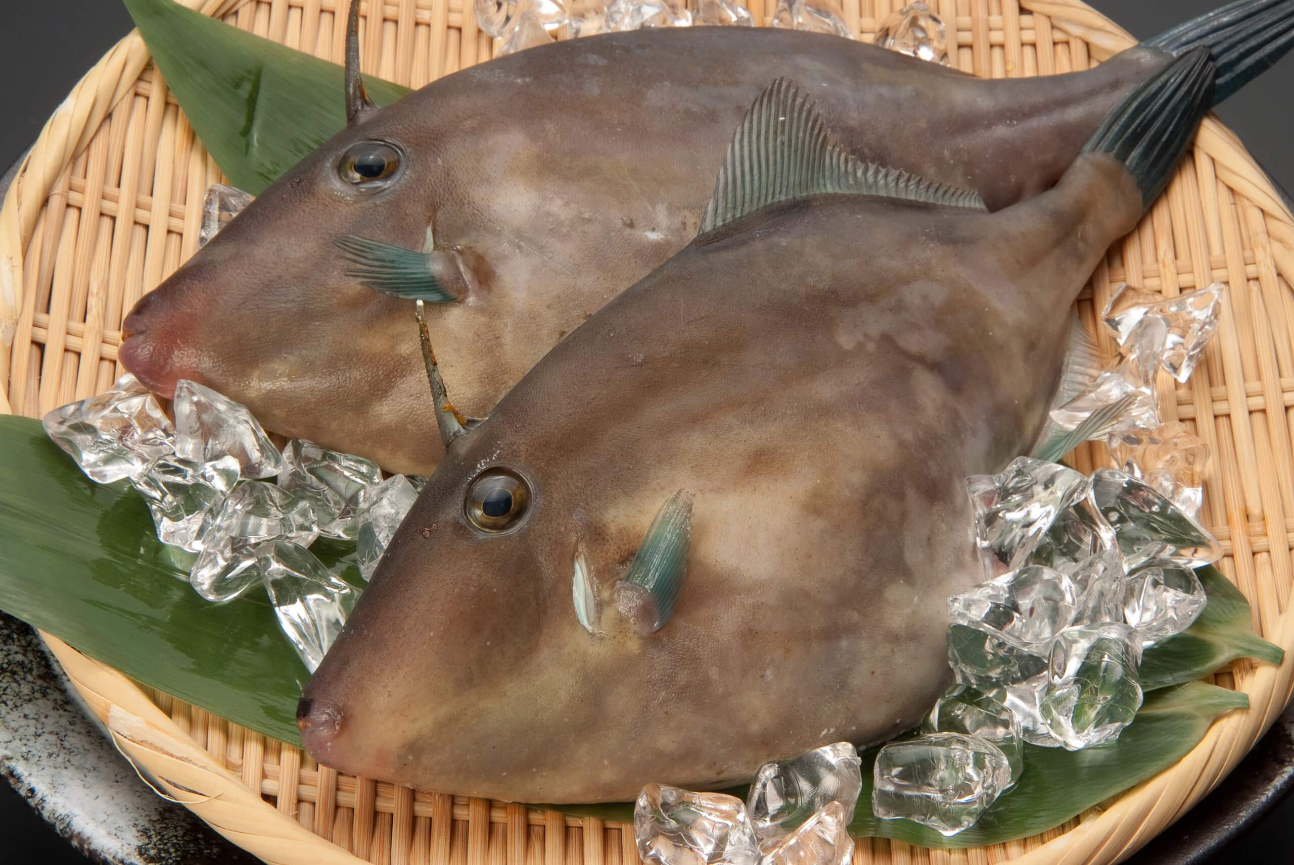 肝パン 海のフォアグラ と言えば カワハギ 鮍 皮剥 みなとの野菜大辞典