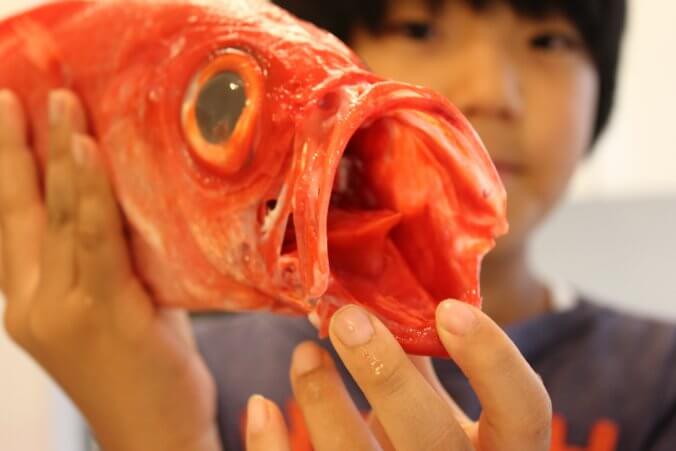 冬の高級魚 キンメダイ 金目鯛 を食す みなとの野菜大辞典
