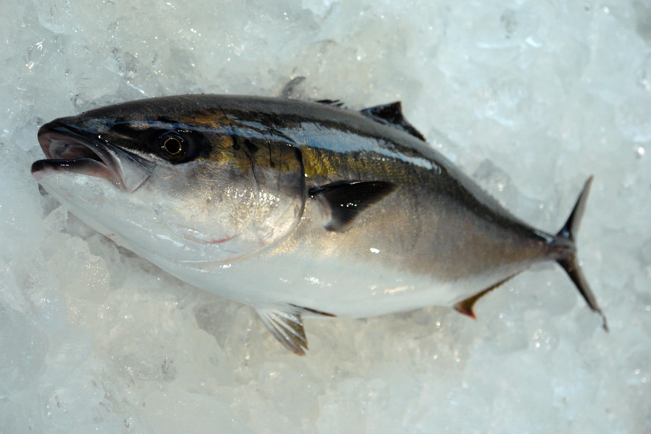 出世魚 ブリ のシーズン到来 みなとの野菜大辞典