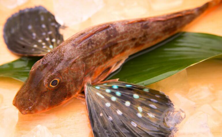 めでたい魚として人気の ホウボウ 魴鮄 みなとの野菜大辞典