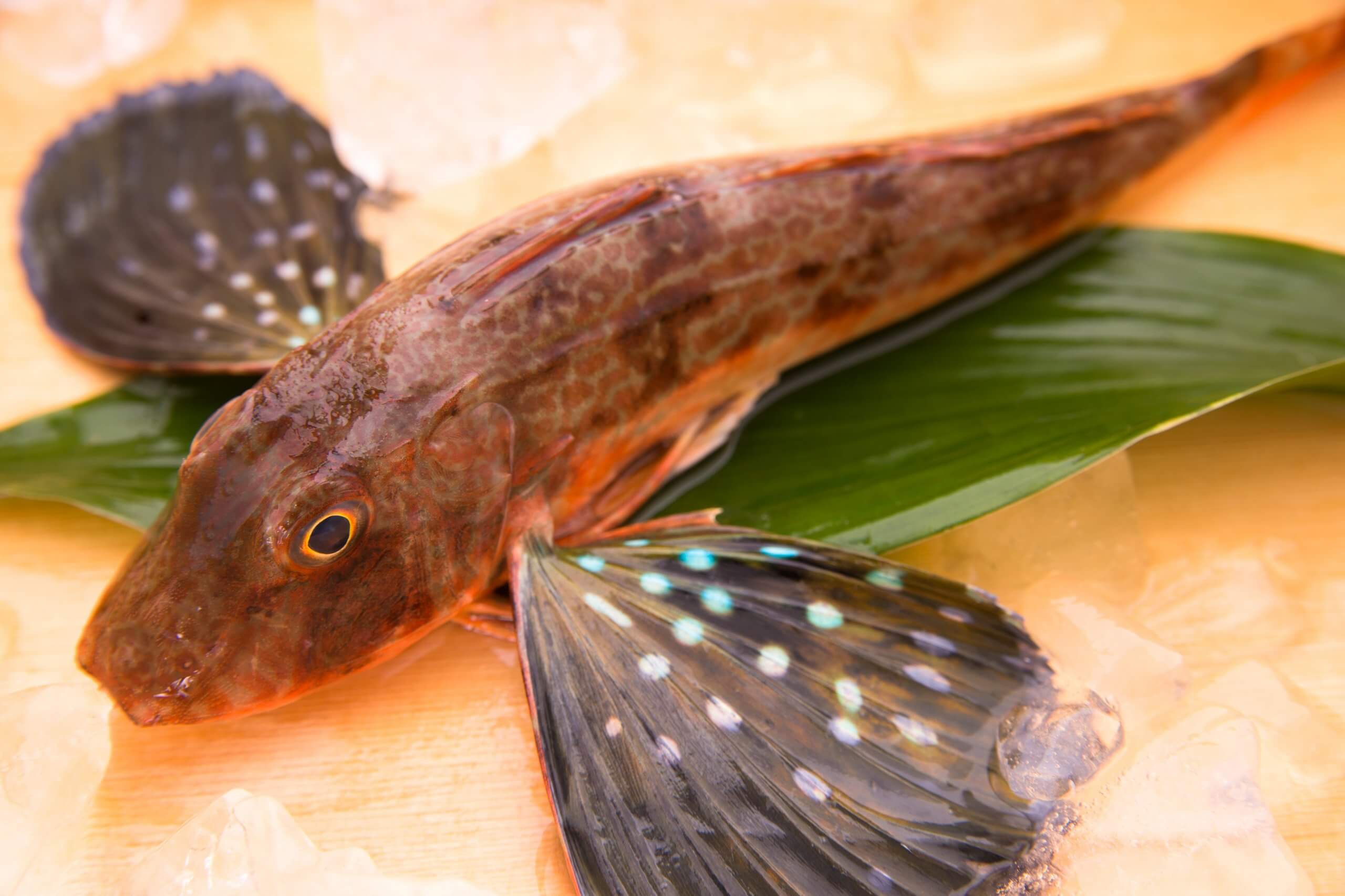 めでたい魚として人気の ホウボウ 魴鮄 みなとの野菜大辞典