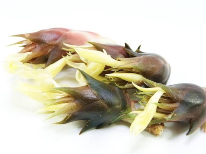 ミョウガ みなとの野菜大辞典 ミョウガ みなとの野菜大辞典