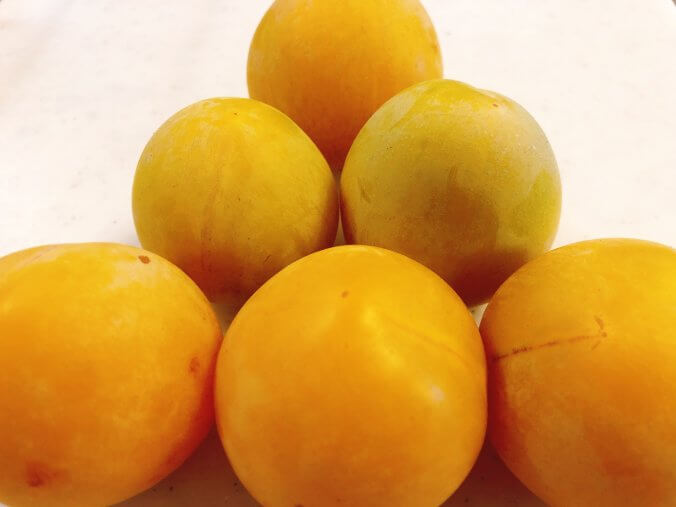 すもももももももものうち みなとの野菜大辞典 すもももももももものうち みなとの野菜大辞典
