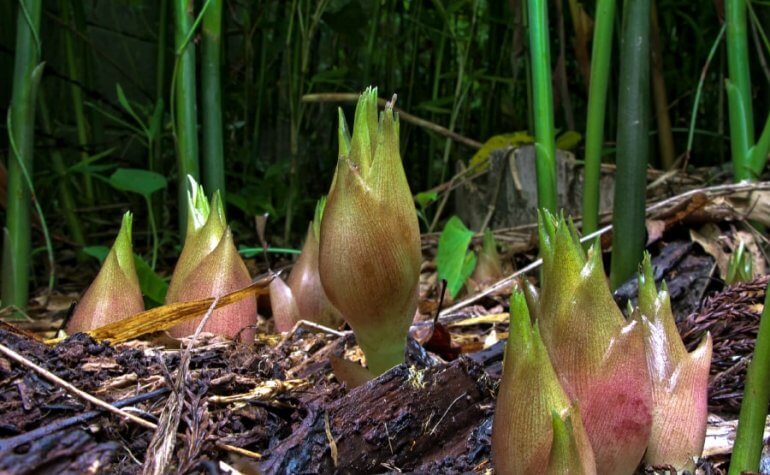 ミョウガ みなとの野菜大辞典