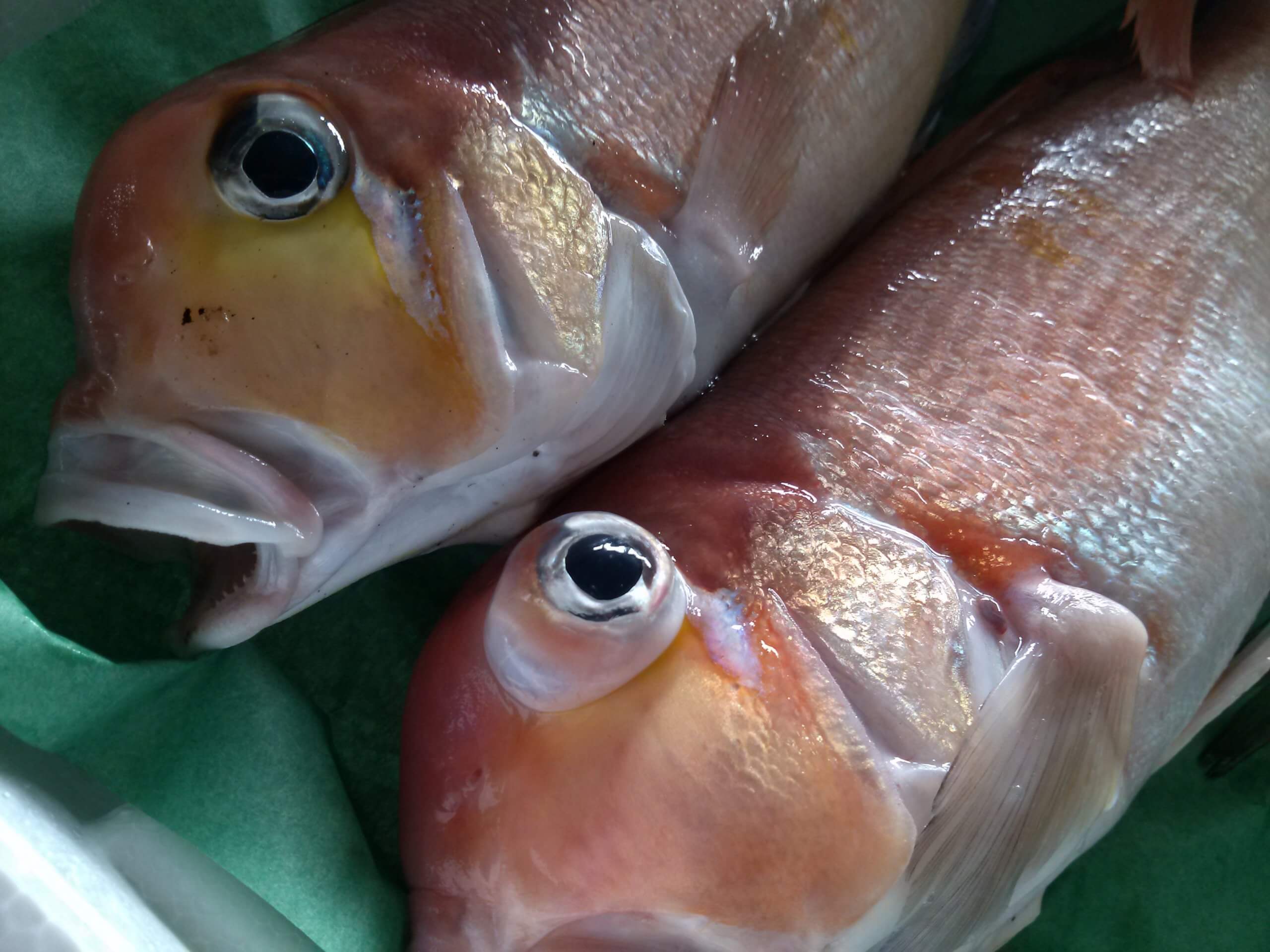 人気は西高東低 若狭グジは絶品 アマダイ(甘鯛/尼鯛)｜みなとの野菜大辞典