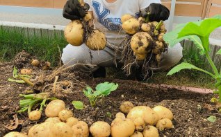 秋 の野菜の一覧 みなとの野菜大辞典 秋 の野菜の一覧 みなとの野菜大辞典