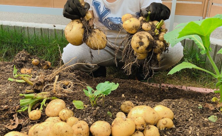 家庭菜園 21年 今年は春じゃがいもの当たり年 みなとの野菜大辞典