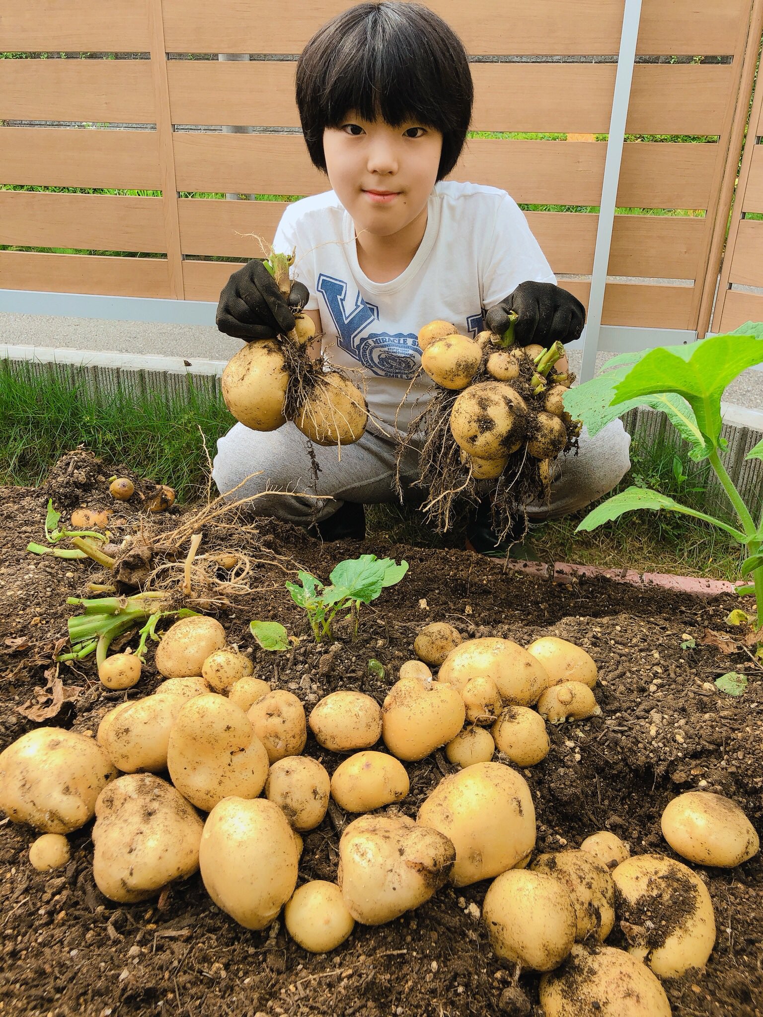 家庭菜園 21年 今年は春じゃがいもの当たり年 みなとの野菜大辞典