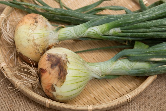 タマネギ みなとの野菜大辞典 タマネギ みなとの野菜大辞典