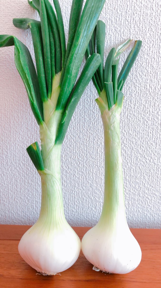 タマネギ みなとの野菜大辞典