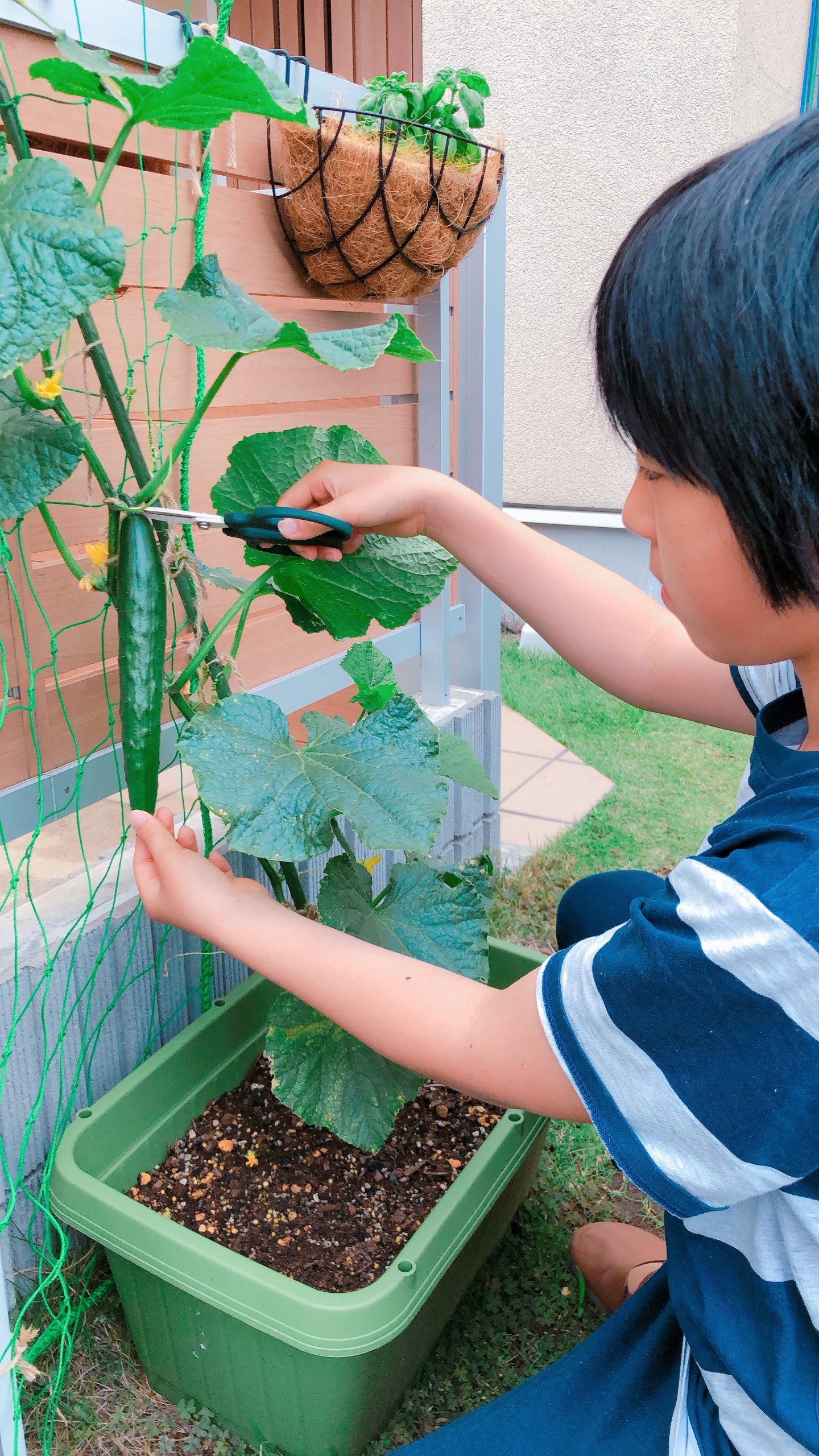 Outourバラのつる つる植物 成長をサポートするクレマチス 屋外の庭の芝生の装飾のためのプラスチックコーティングされた1cmガーデンフェンス2個 野菜 花 きゅうり