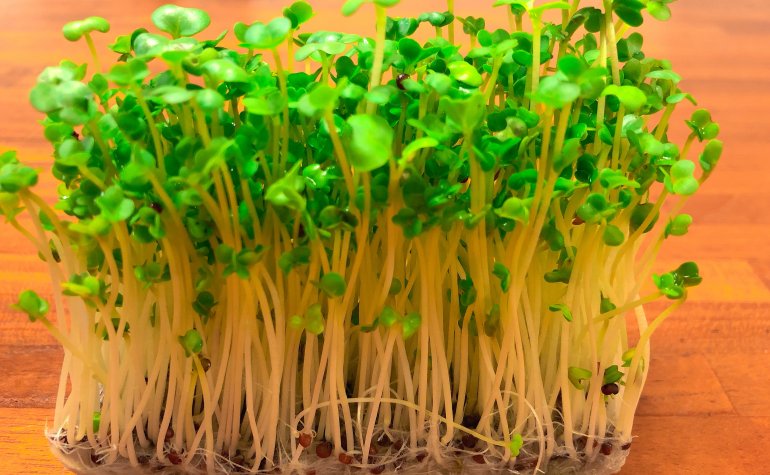 人気のスプラウト 豆苗って何の豆 みなとの野菜大辞典 人気のスプラウト 豆苗って何の豆 みなとの野菜大辞典