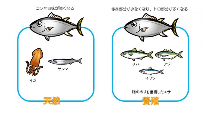 知っていそうで知られていない マグロ のひみつ みなとの野菜大辞典