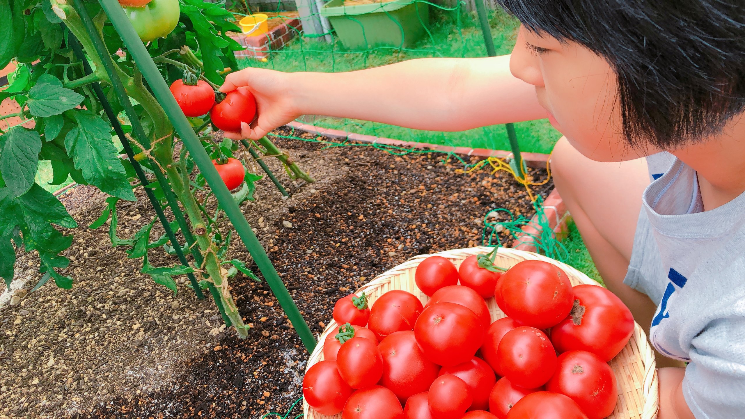 家庭菜園 たった2つだけで出来る、【トマト】をたくさん収穫するために 