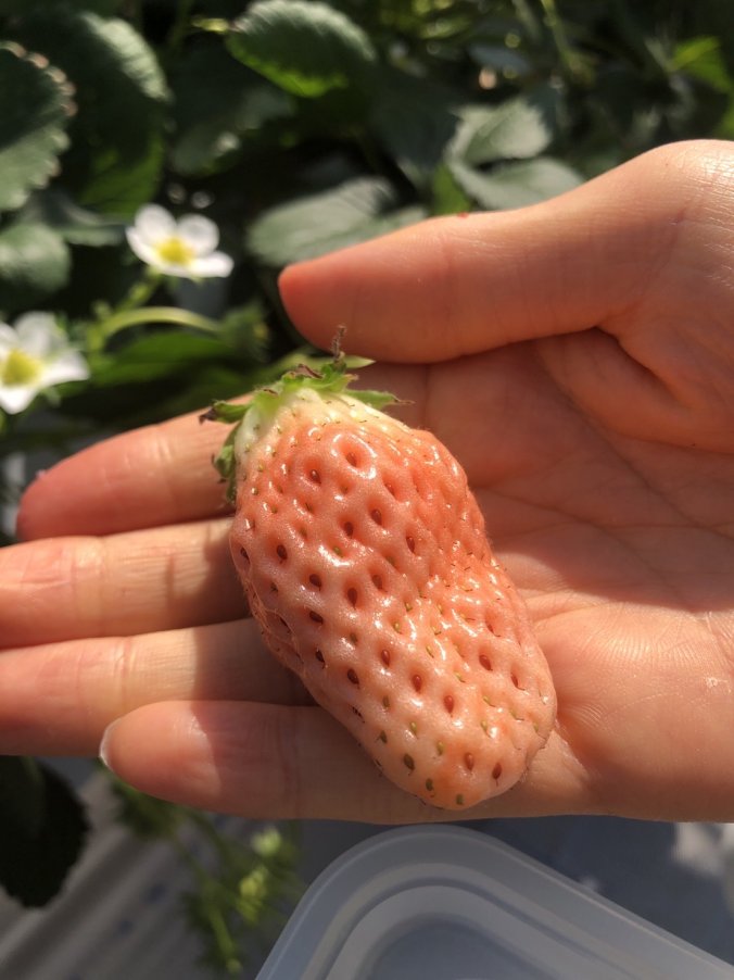 イチゴ みなとの野菜大辞典