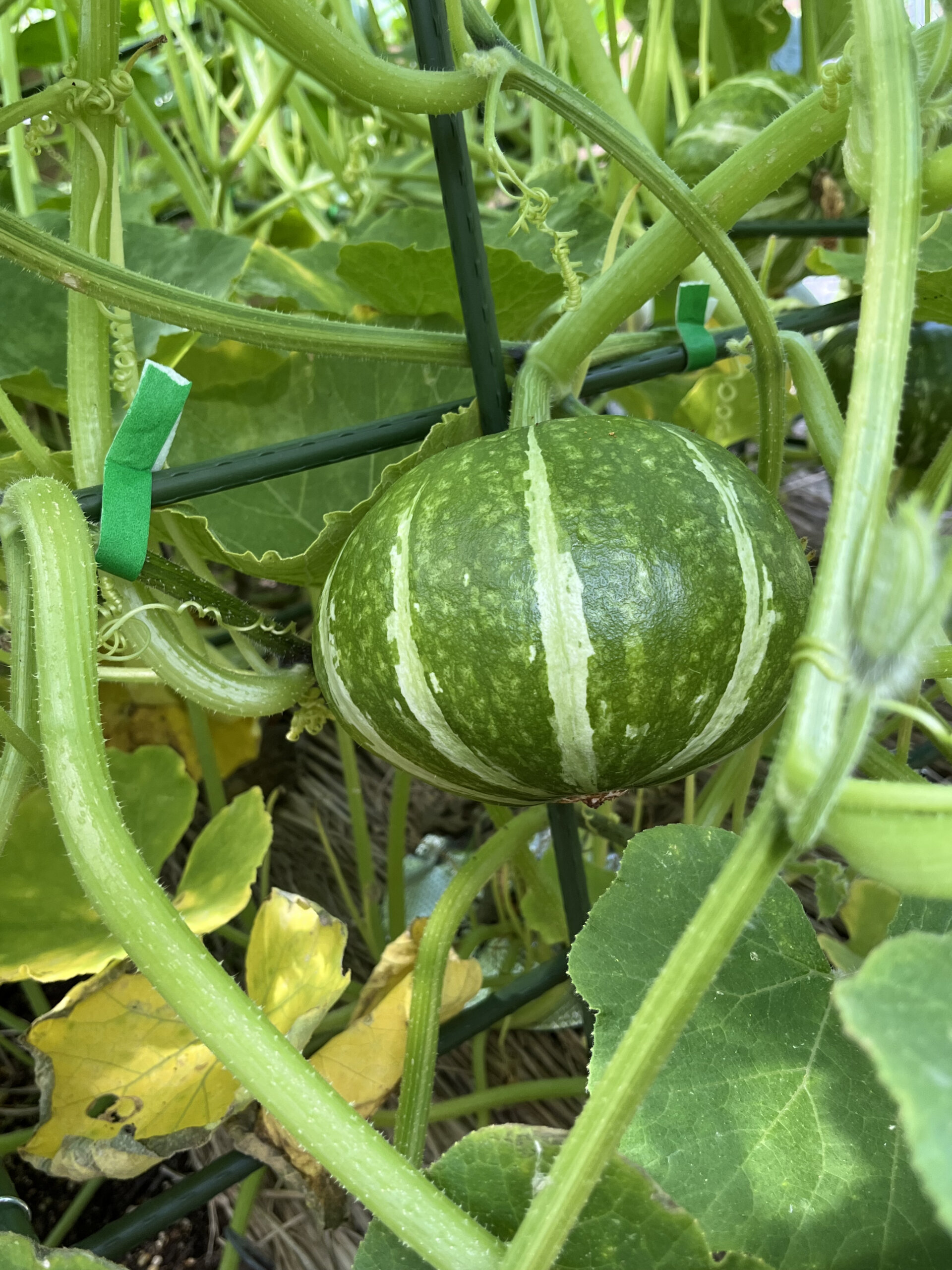 家庭菜園2023 かぼちゃ編｜みなとの野菜大辞典