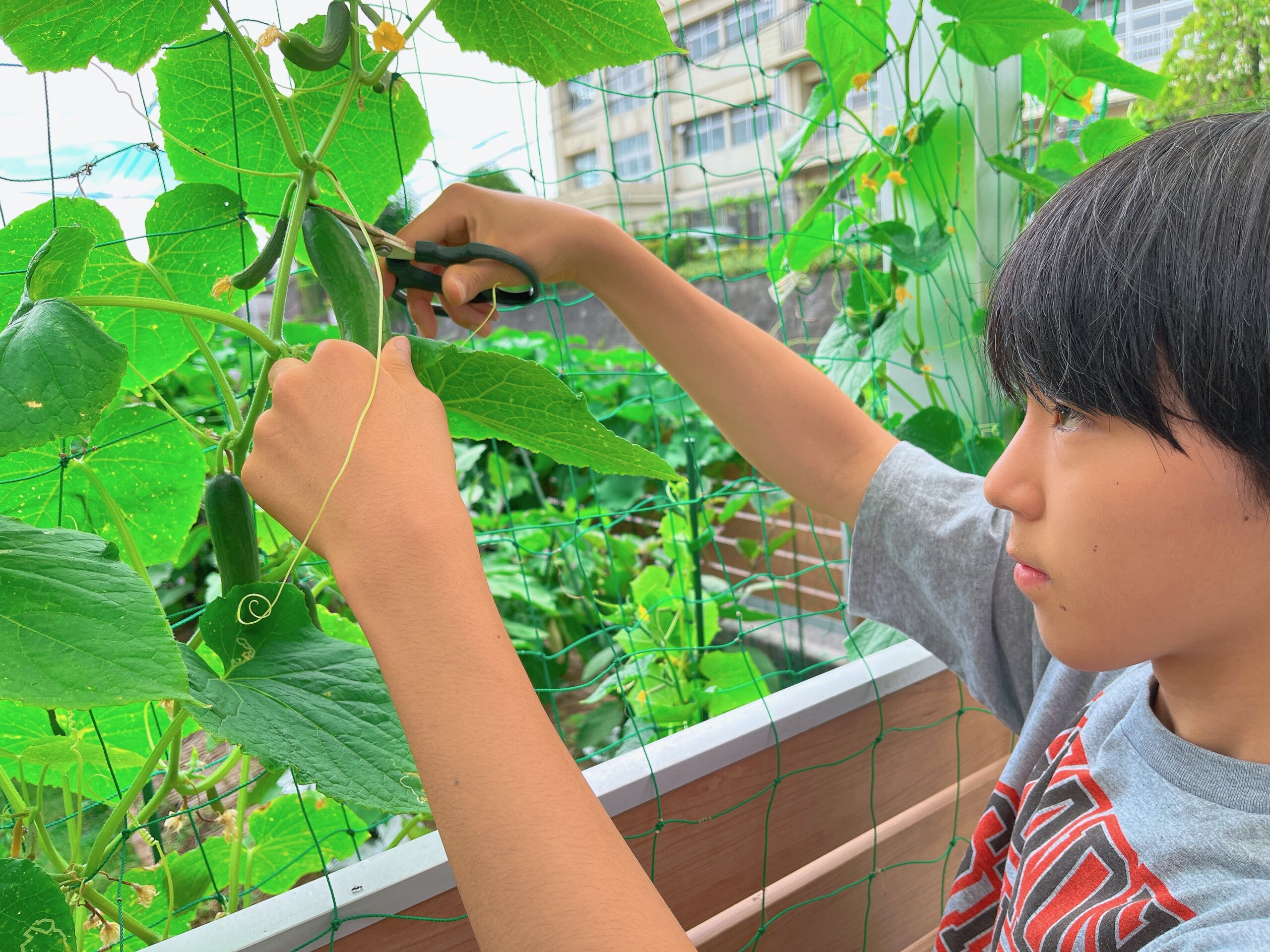 リスナー スイセン 黄・白 畑・野菜 おまとめ