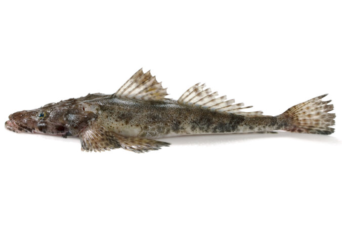 コチ(鯒)｜みなとの野菜大辞典 