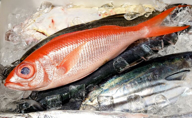 ハマダイ (浜鯛)・オナガダイ・アカマチ｜みなとの野菜大辞典