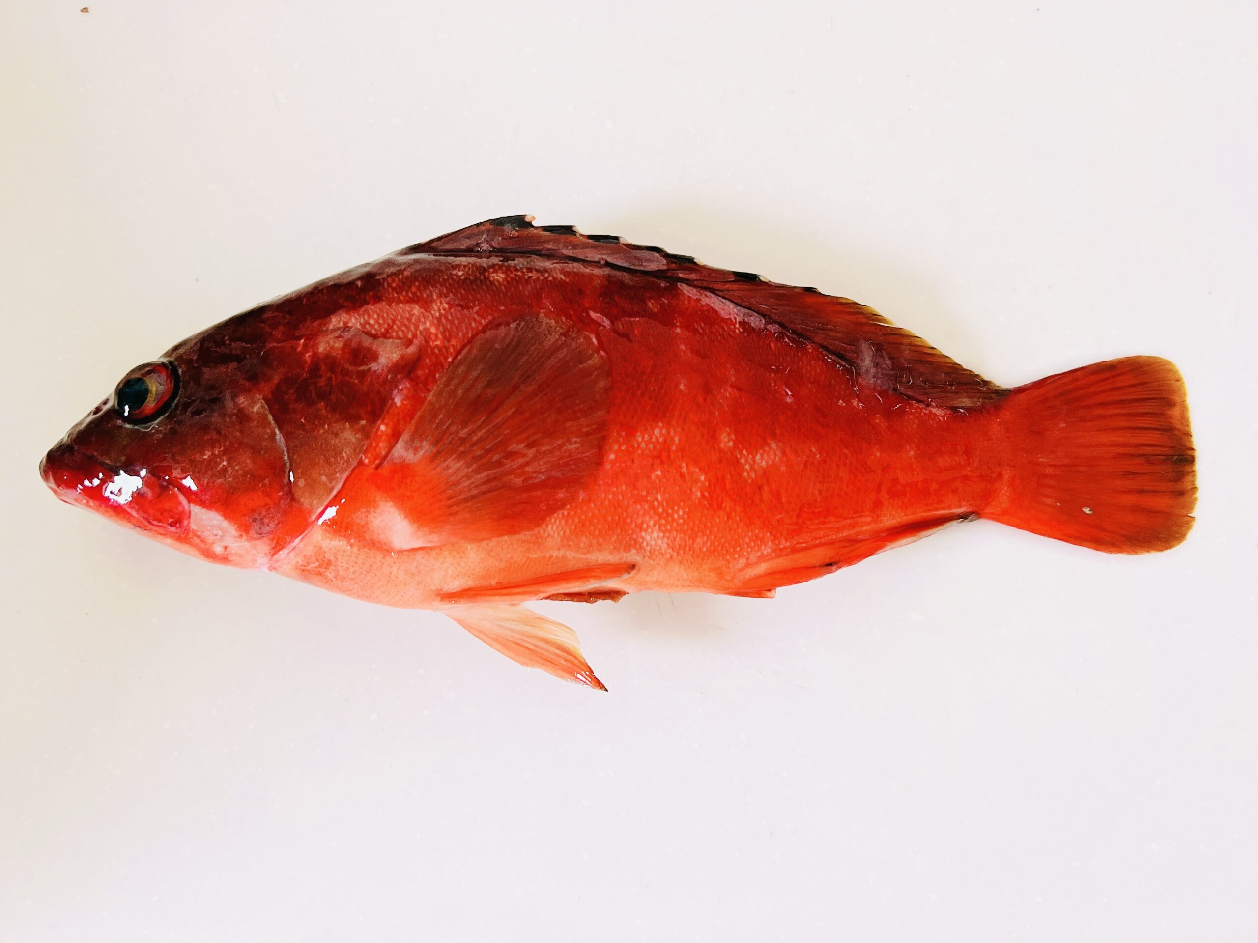 アカハタ(赤羽太)｜みなとの野菜大辞典