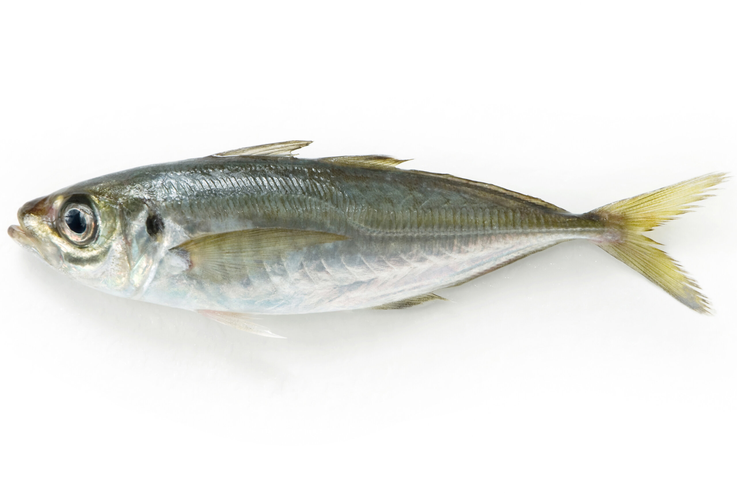 アジ(鰺)｜みなとの野菜大辞典