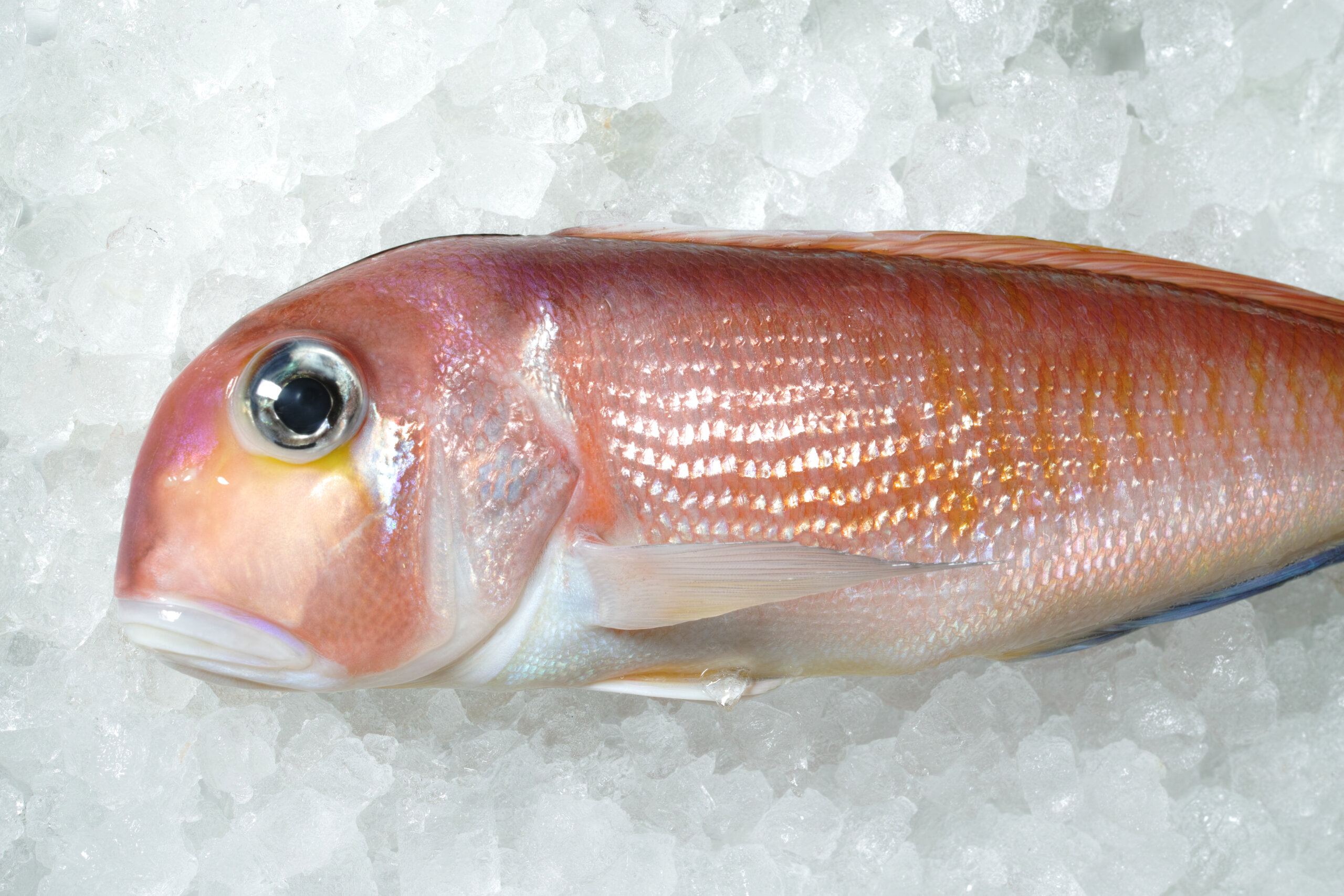 アマダイ(甘鯛/尼鯛)｜みなとの野菜大辞典