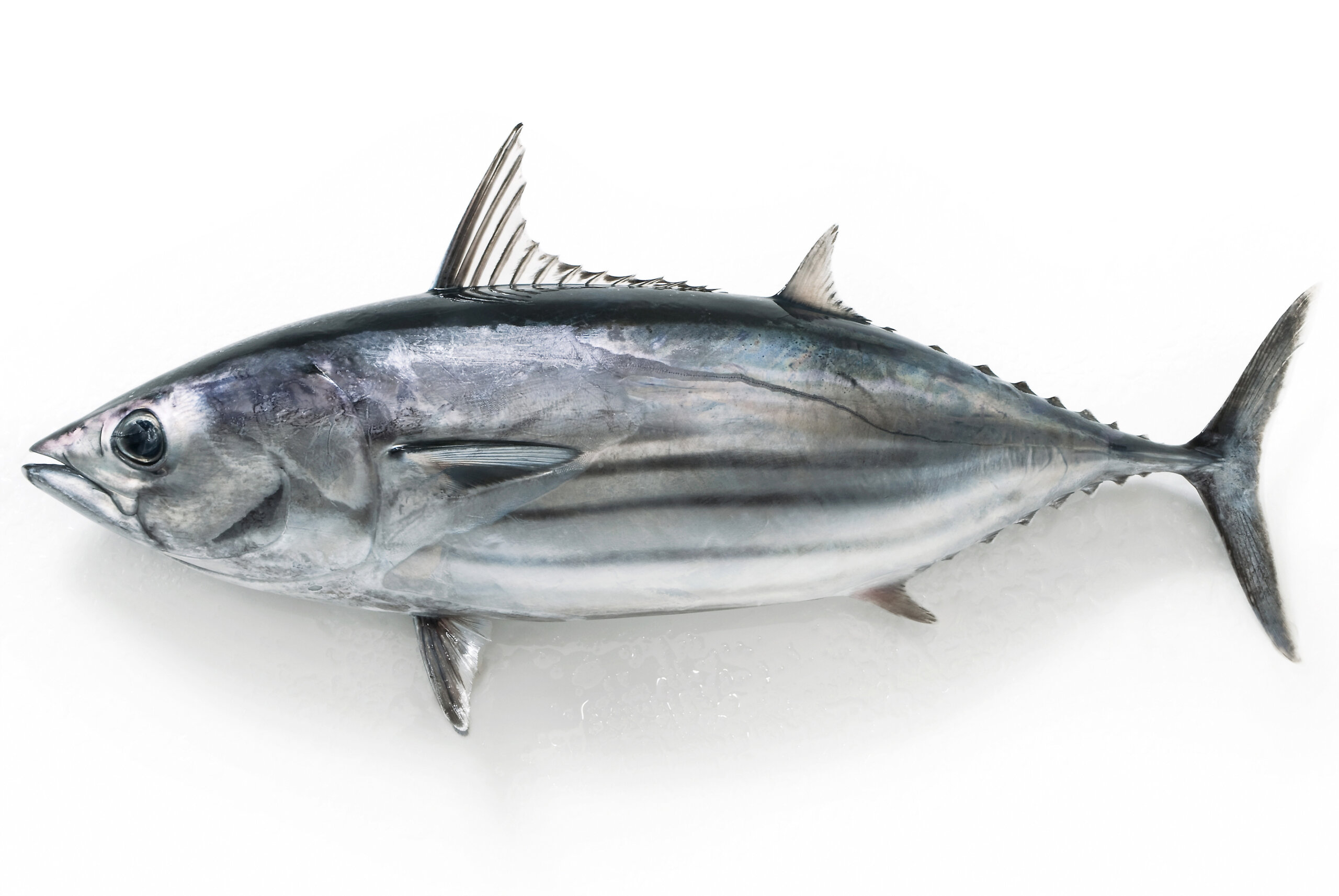 かつおページ 楽天市場】[SAS] かつお加工品 鰹生利節(亀節) 1本 /カツオ かつお