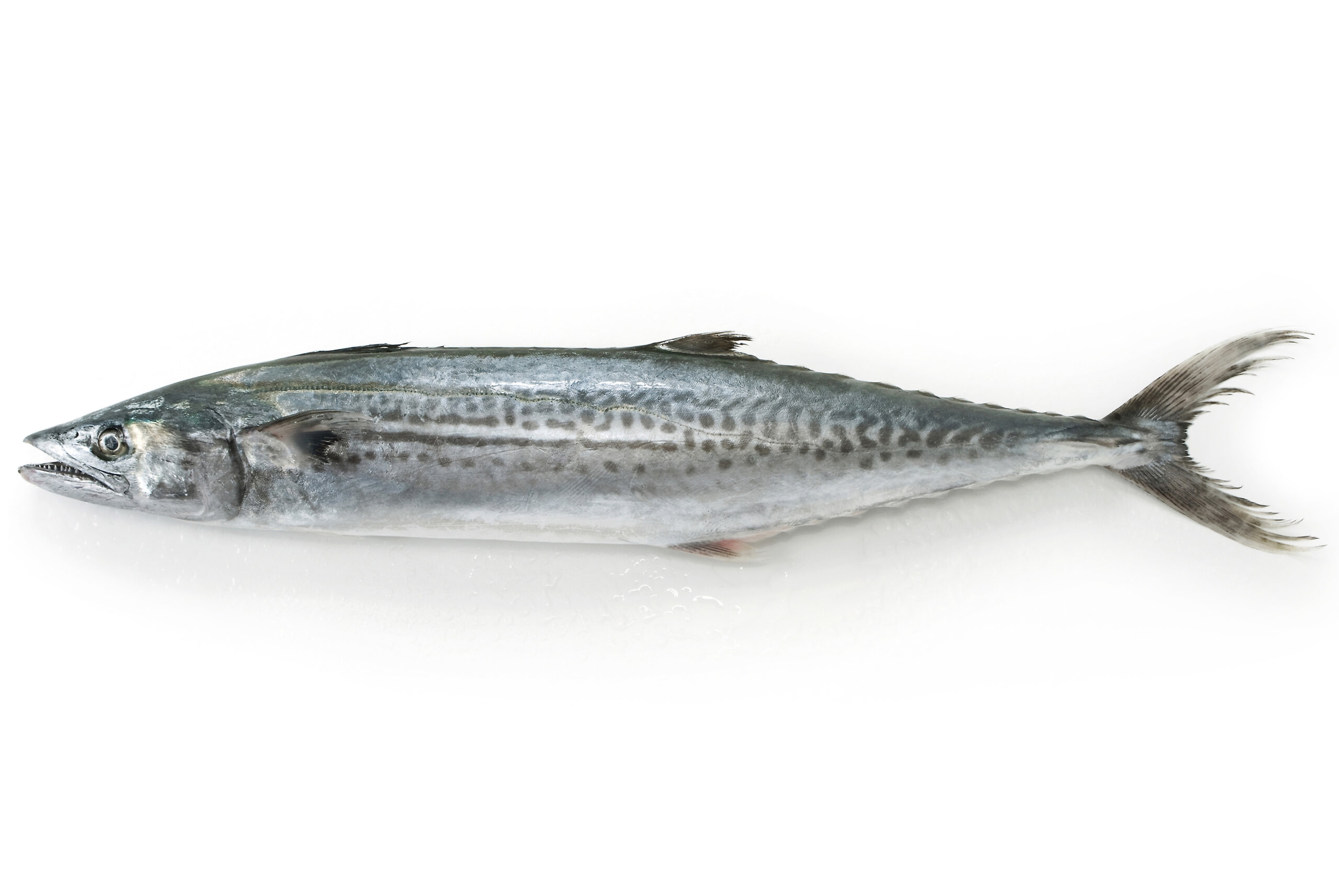 サワラ(鰆)｜みなとの野菜大辞典