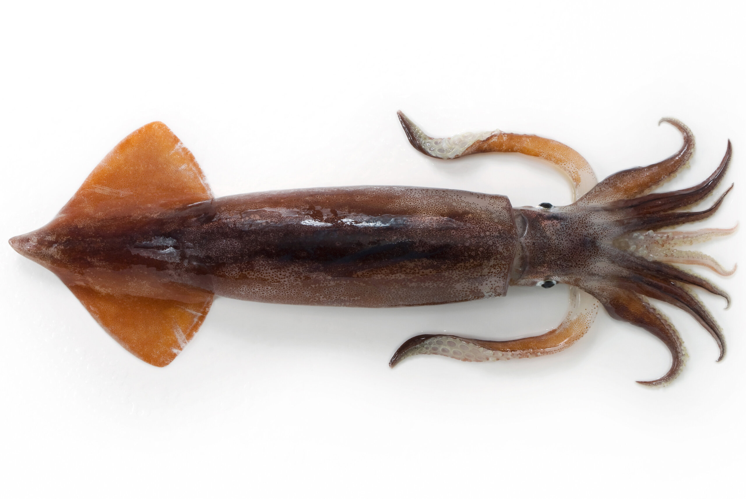 スルメ・イカ様 スルメ・イカ様 71ub2qX1b1L.jpg スルメ・イカ様