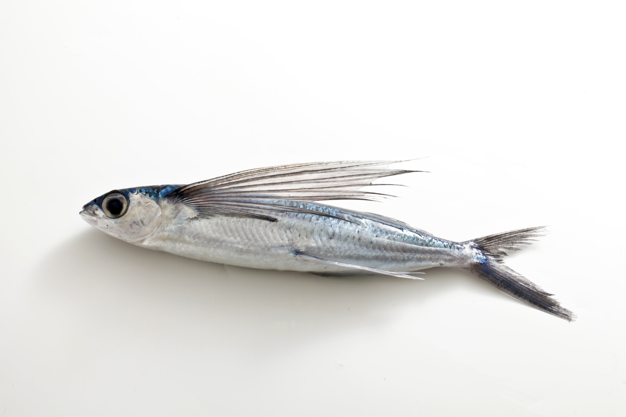 トビウオ(飛魚)｜みなとの野菜大辞典