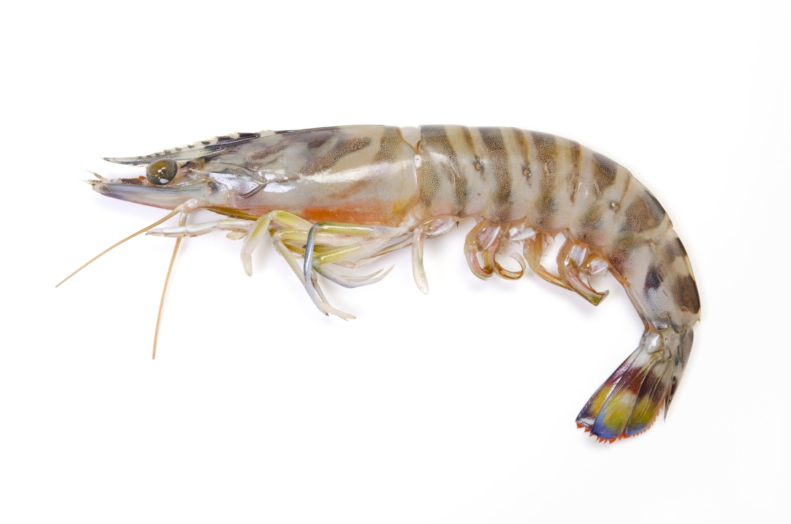 クルマエビ クルマエビ(車海老/車蝦)｜みなとの野菜大辞典